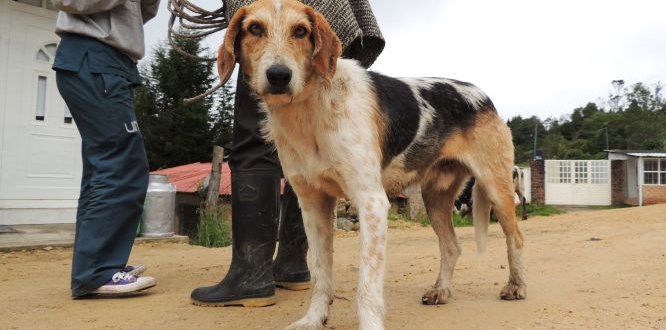 Jornada de Esterilización de perros y gatos en Cuenca del Río Blanco