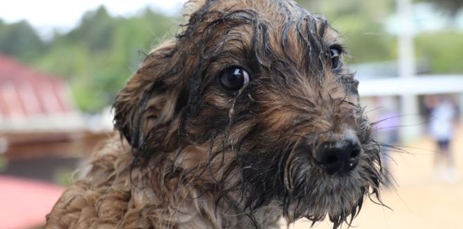 Coco, el perro beneficiado por las jornadas de vacunación en Sumapaz