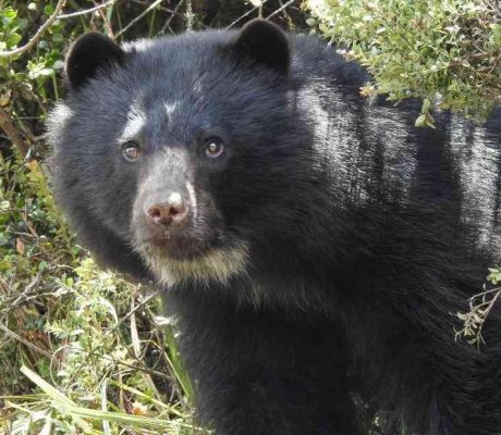 El oso de anteojos es una de las principales joyas que habita en los complejos de páramo de Cundinamarca. Foto: CAR. 