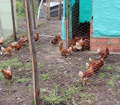 En Sumapaz desarrollan proyecto avícola ‘gallinas felices’