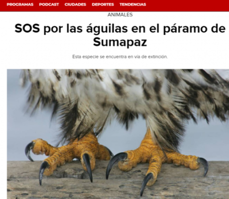 SOS por las águilas en el páramo de Sumapaz