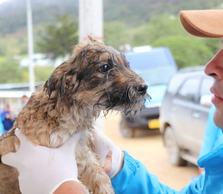 Veterinarios de la localidad realizan jornadas de vacunación a perros y gatos