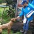 Vacunación de mascotas en las veredas Tunal Bajo y Concepción