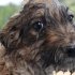 Coco, el perro beneficiado por las jornadas de vacunación en Sumapaz